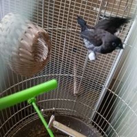   couple de moineau du Japon 