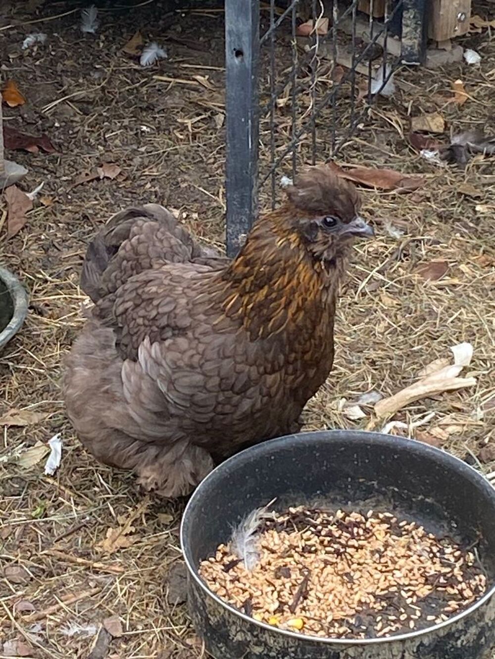   poulette d'ornement 