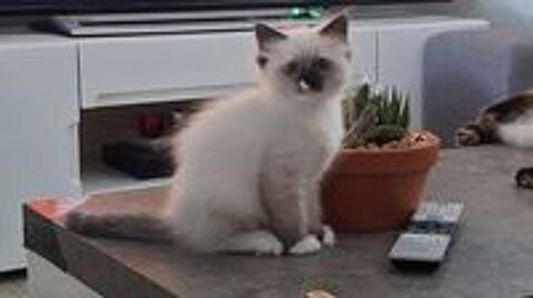   Chaton a adopter  
