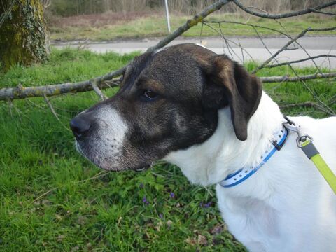 SNOOPY, crois&eacute; saint bernard, 3 ans 200 81200 Aiguefonde