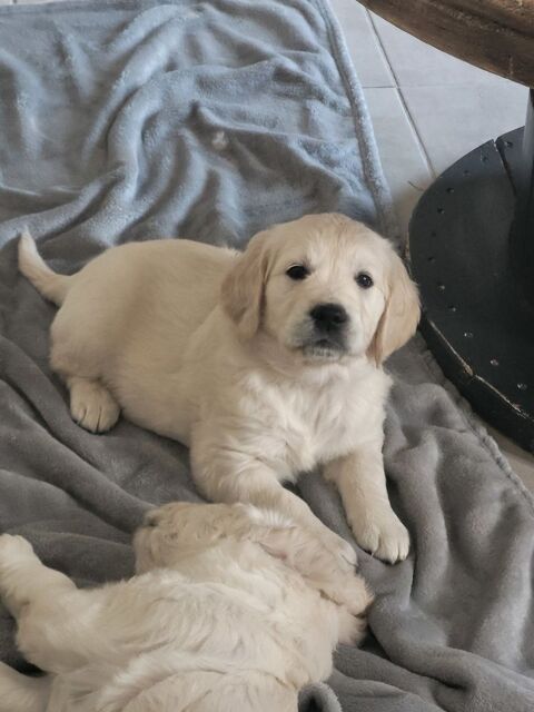 Chiot golden retriever 500 02270 Chalandry