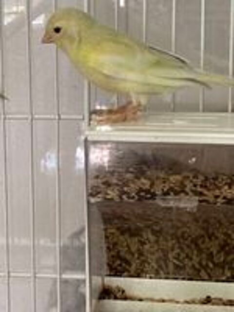   Canari 