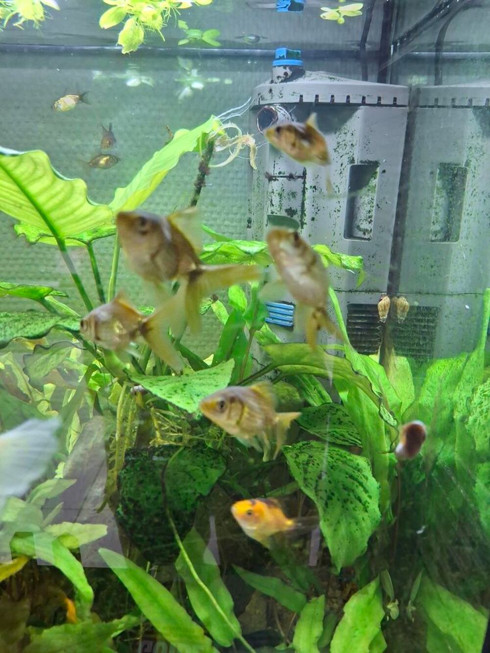  poisson japonais 