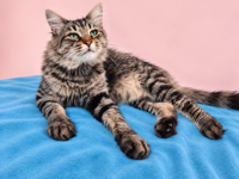   BASILE CHAT TIGRE 2 ANS 