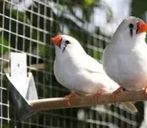   recherche diamant mandarin blanc 