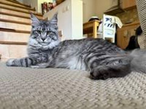   2 Chats Main Coon 