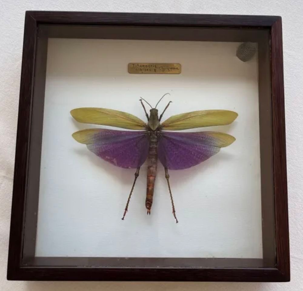 Insecte dans un encadrement bois Décoration