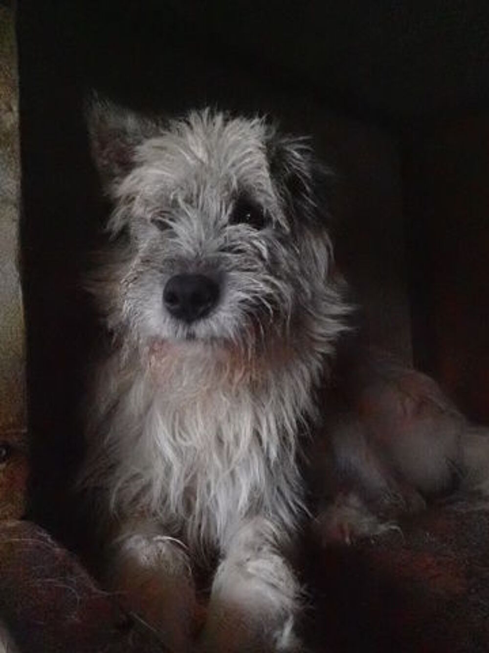   Pollux à l'adoption 