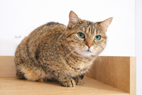 ISIS SENIOR TIGREE 12 ANS 1/2 145 92260 Fontenay-aux-roses