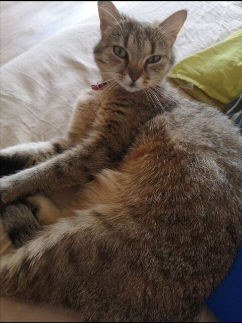 FEMELLE CHAT A DONNER 0 81000 Albi