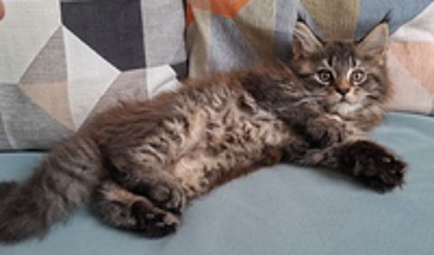   chaton femelle Maine Coon LOOF 