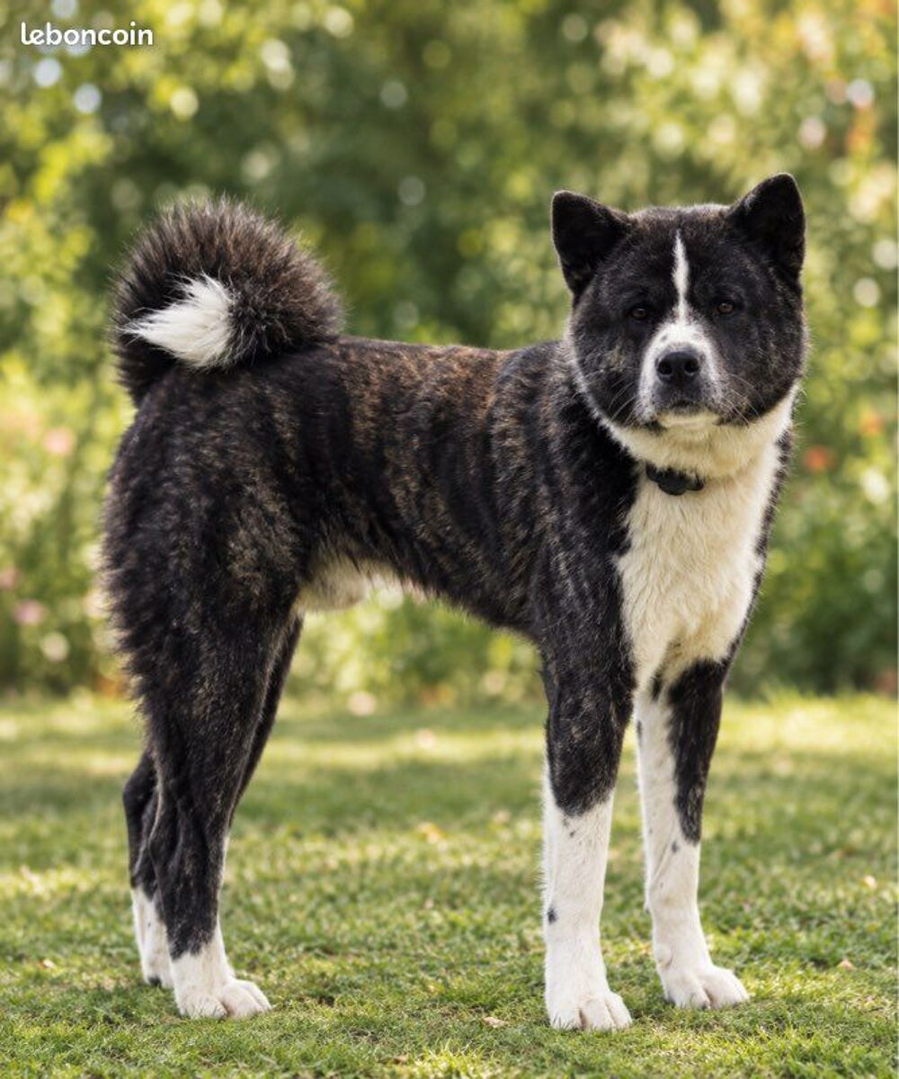  🐾💙 saillie akita inu lof – akio – mâle bringé bleu rare – confirmé – testé adn – prestigieuses origines 🏆✨ 
