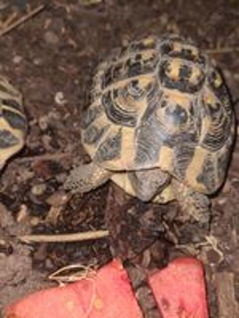   Tortue mâle terrestre  