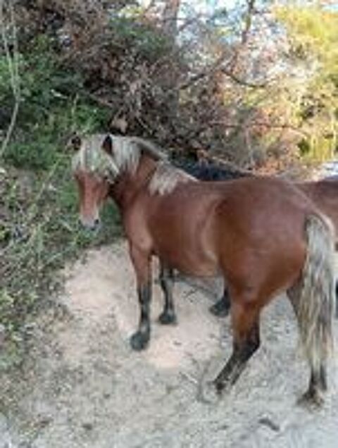   pouliche comtoise 1200 euros 