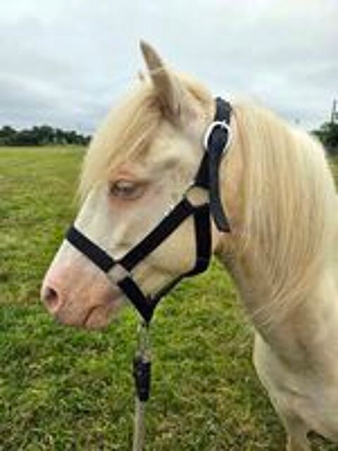   FALCO, magnifique poney crème aux yeux bleus à adopter via l'association UMA  