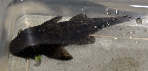 Ancistrus m&acirc;le 5 93290 Tremblay-en-france