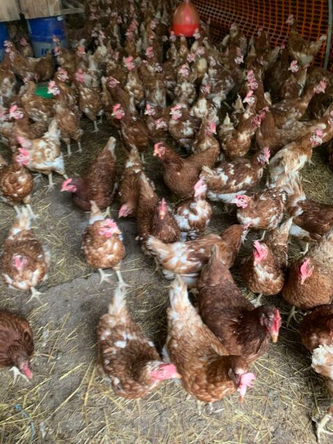 Poules pondeuses de reforme 4 24220 Castels