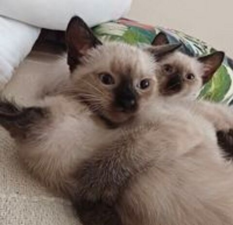   Chatons siamois
