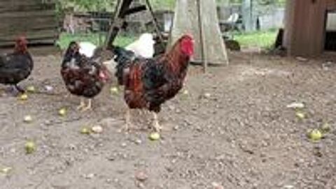  Coq wyandotte GR 