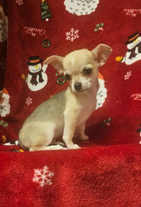 chihuahua 600 31230 Montbernard