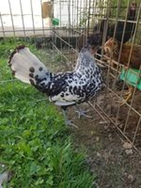   Oeuf fécondé, poussin, poule, coq Appenzelloise 