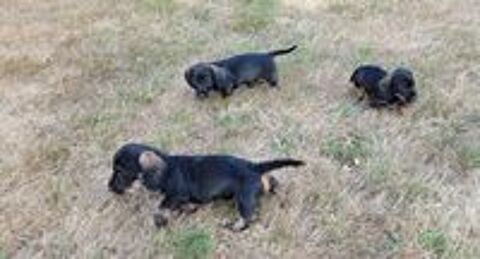   CHIOTS TYPE TECKEL POIL DUR 