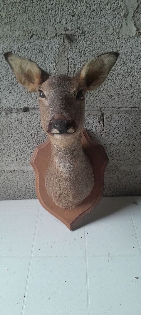 Av naturalisation avec son  support en bois 40 Granville (50)