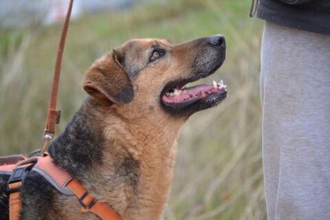 LAIKA, femelle berger allemand parfaite ! ok chat 315 24140 Douville