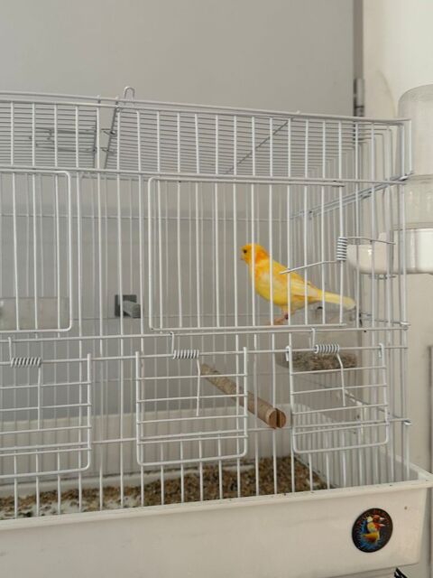 canarie + cage 40 40 13210 Saint-rmy-de-provence