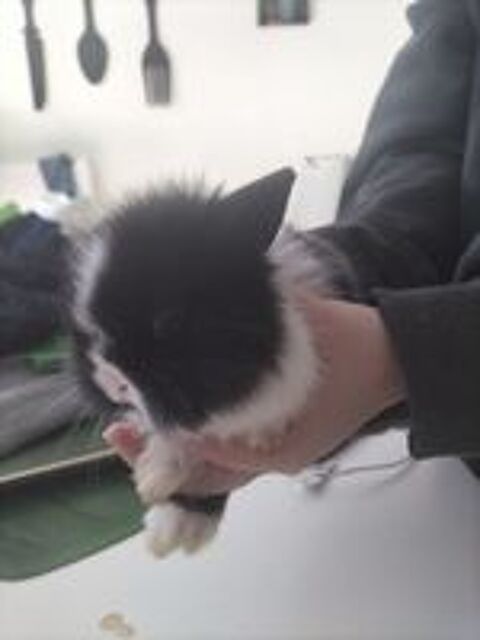   
3 lapins d un mois a voir et recup�rer sur place
