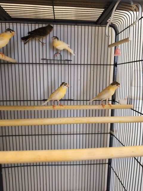 Canaris 2026 30 59500 Douai