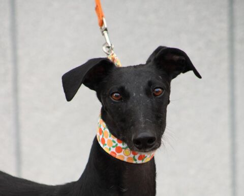 FLORA🩷je suis s&ucirc;rement  celle que vous attendez 💖et que vous cherchez 315 24140 Douville