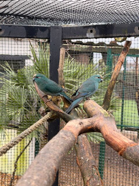 Kakariki bleu 40 56450 Theix-noyalo