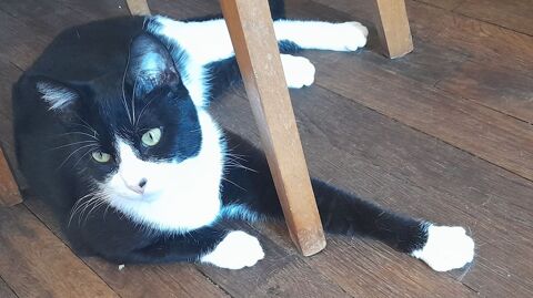 Simba ,2 an et demi,cherche un bon foyer 95110 Sannois