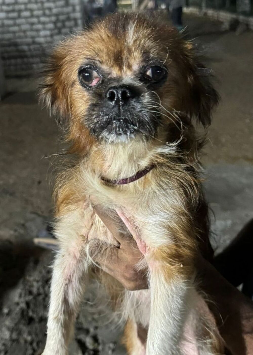   OSCAR M�LE  CASTR� 1AN A SAUVER D'�GYPTE ADOPTION UNIQUEMENT  