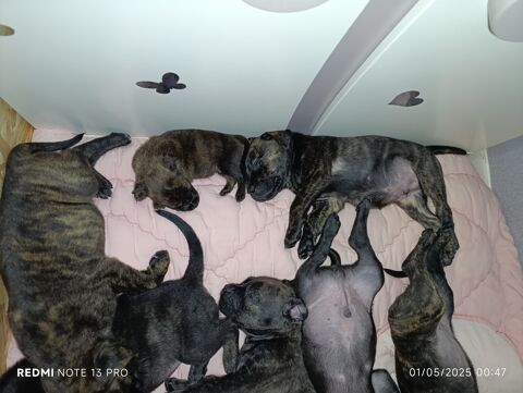 chiots cane corso.
500 41100 Vendme