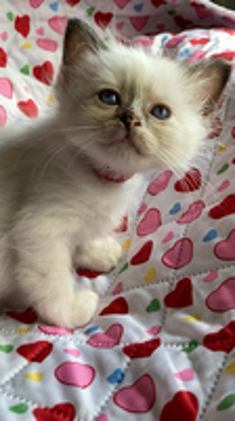   Superbes chatons Sacré de Birmanie à réserver 