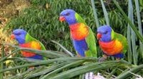   Perruche loriquet de swaisson 