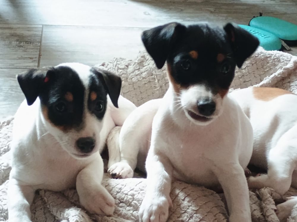 Annonce chien, chiot, Saint-Philbert-du-Peuple (49160) - WA178043976 ...