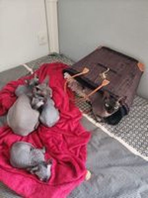   Chatons Sphynx Hairless Loof 