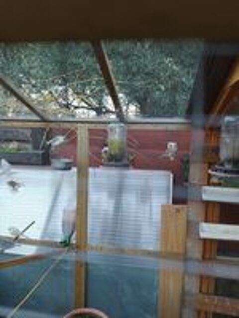   Canaris �lev� en voli�re ext�rieure  