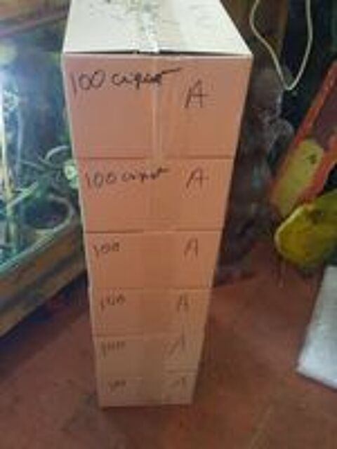   surplus insectes criquet blattes morio  