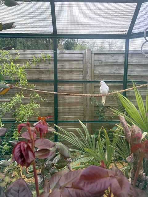 Recherche m&acirc;le princesse de Galles 0 49730 Varennes-sur-loire