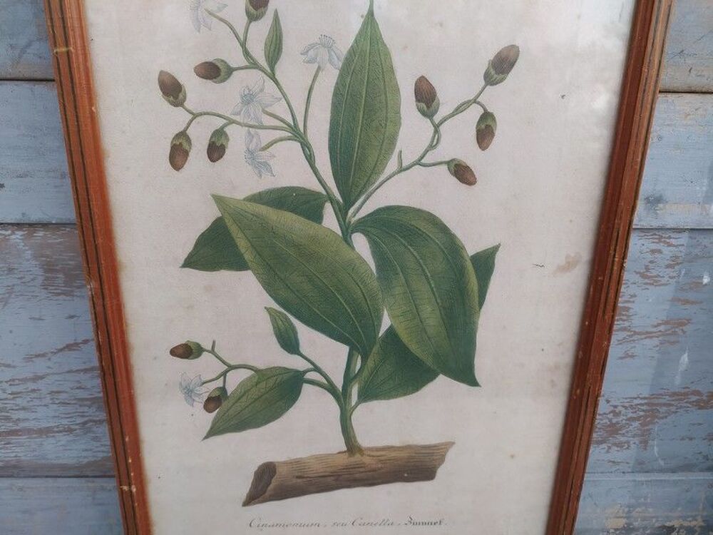 Cinamomum Cannelle Gravure Johann Wilhelm Weinmann XVIIIe 