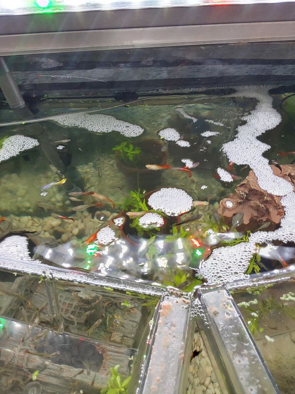  A donner  guppys  