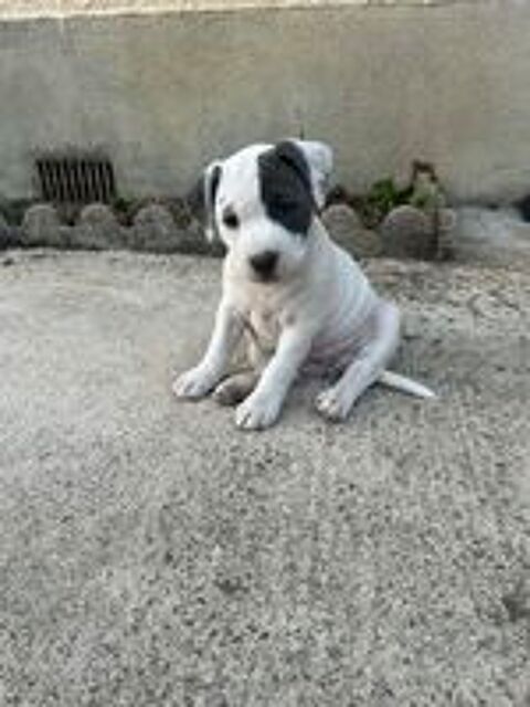   Staffie 