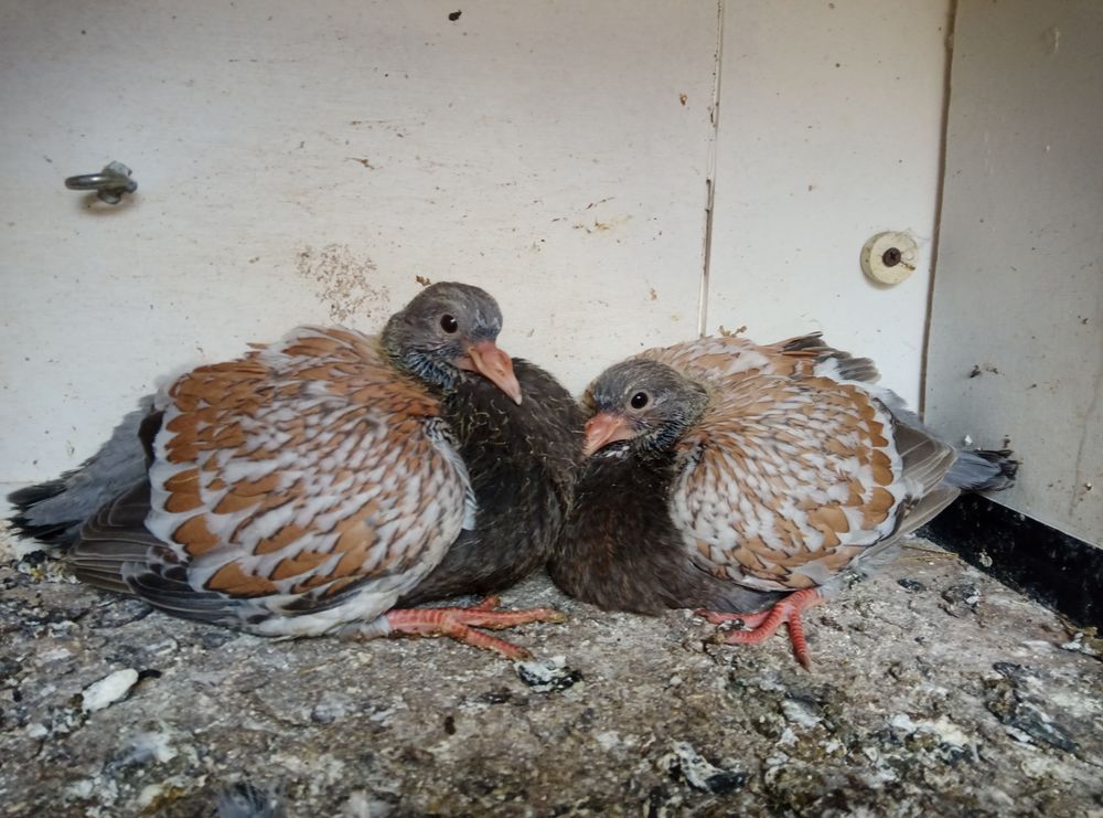   Pigeons pur race 
Sottobanca 
Cauchois  