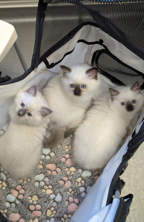 B&eacute;l&eacute;nos, un chaton harmonieux et solaire 1500 87270 Chaptelat