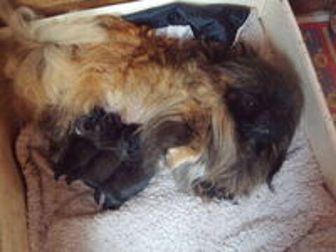   Trés beaux bébés pekinois lof  