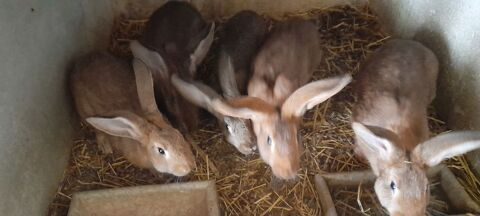 lapin fermier 20 euros pi&egrave;ce 20 45700 Mormant-sur-vernisson